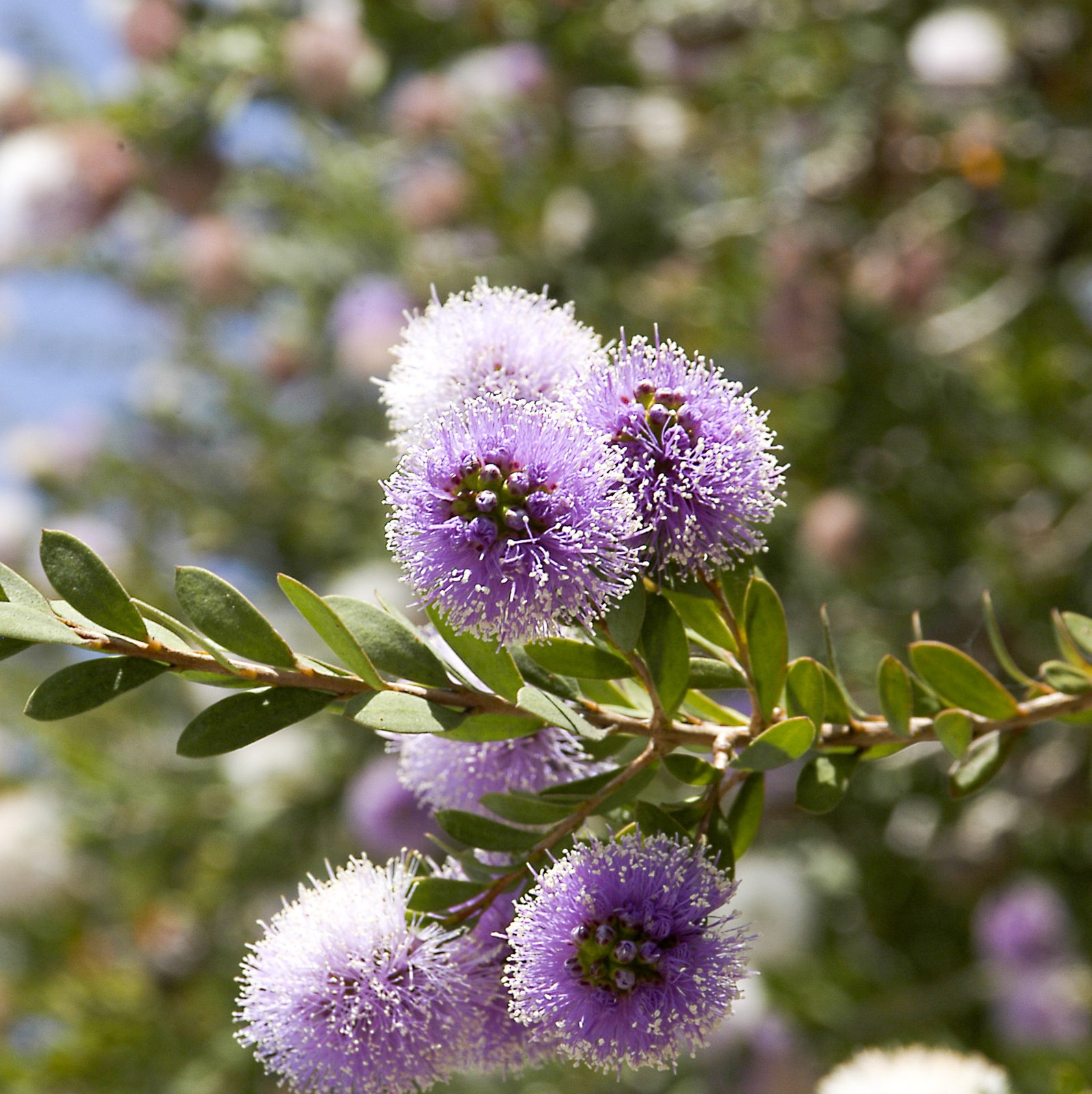 Çay Ağacı Yağı ve Faydaları: Mor Çiçekli Ağaçtan Gelen Mucize