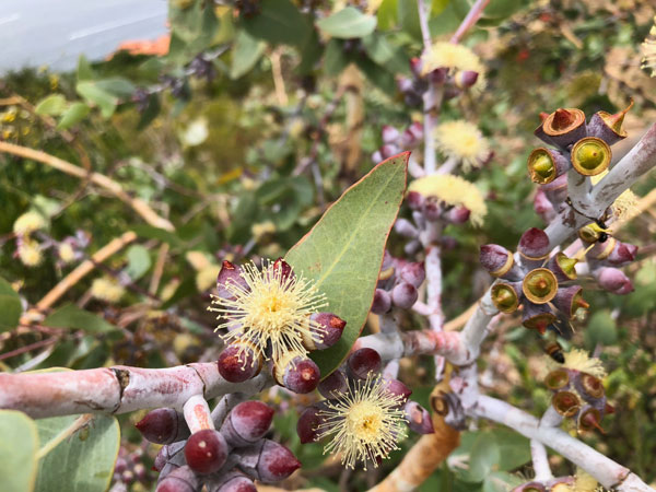 Limon ve Okaliptus bir arada: Limon Okaliptus (Eucalyptus citriodora) Uçucu Yağı